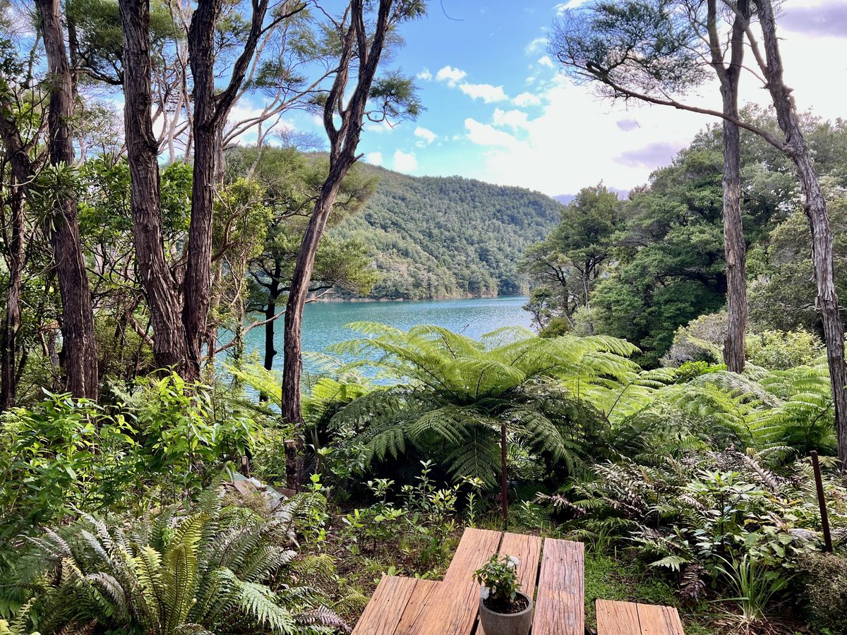 Wooden picnic table with a potted plant sits in tranquil forest clearing overlooking a serene blue lake, surrounded by lush green ferns and tall trees under a partly cloudy sky.